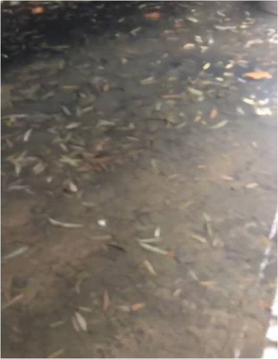 黑臭河道-秦皇島護(hù)城河治理項(xiàng)目