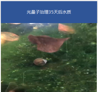 園林黑臭水體-蘇州暢園項(xiàng)目